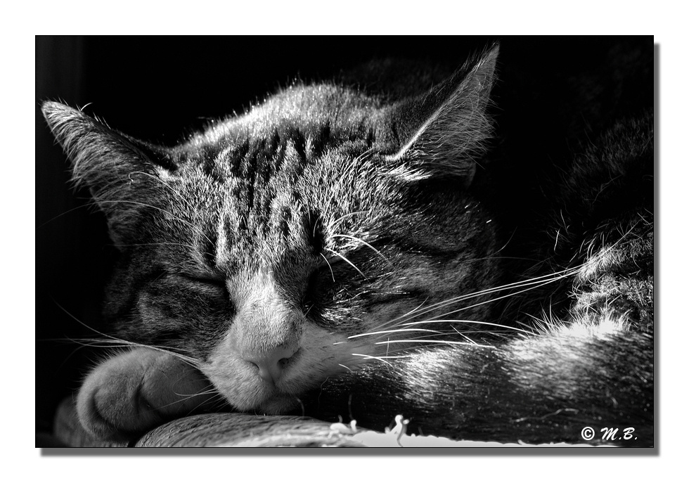 Fauve au repos