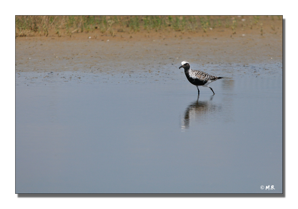 Pluvier argent
