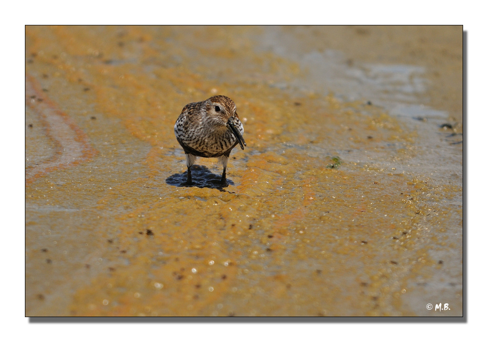Bcasseau variable