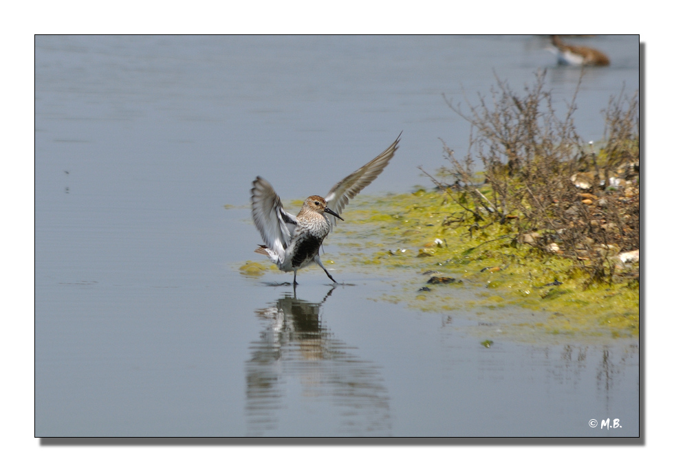 Bcasseau volant !
