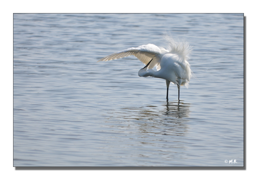 Aigrette  puces...