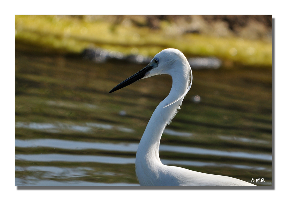 Portrait d'aigrette