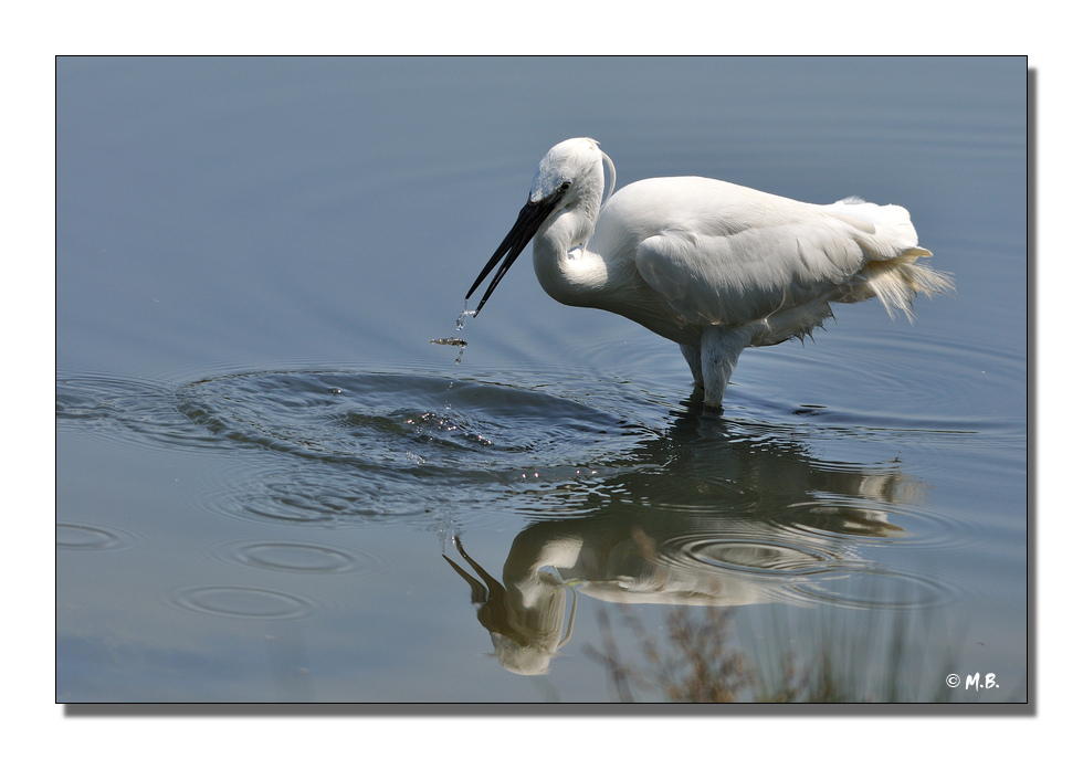 Aigrette  l'crevisse
