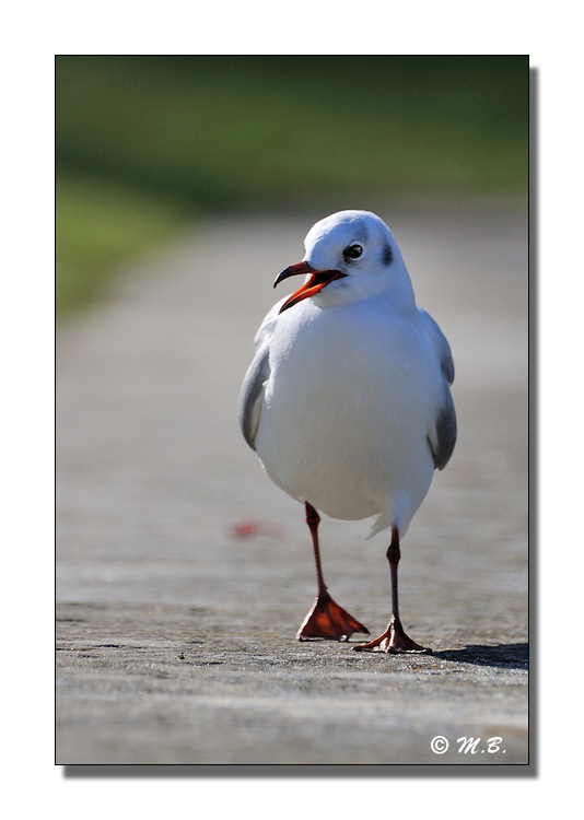 Je me  balladais sur l'avenue..