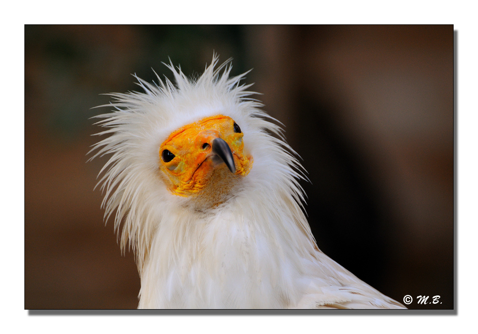 Vautour pernoptre