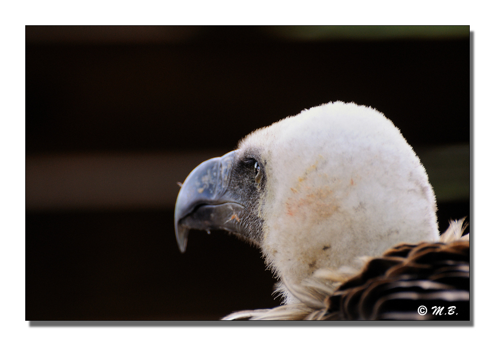 Vautour moine profil