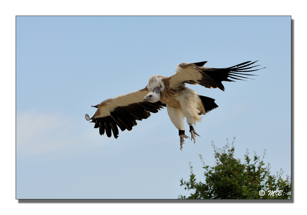 Vautour fauve