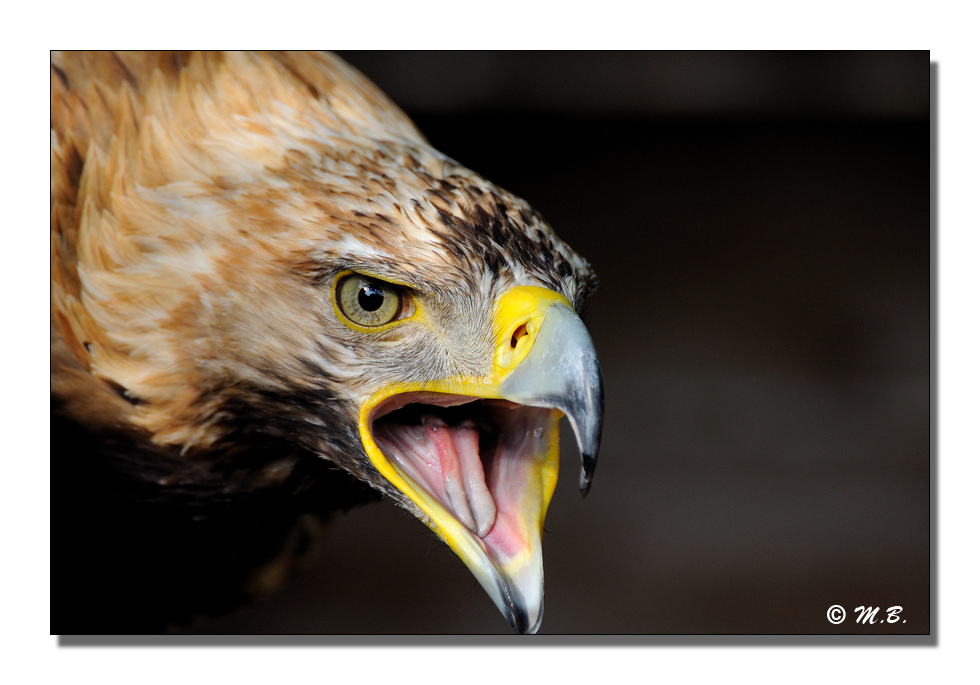 Aigle imprial pas content