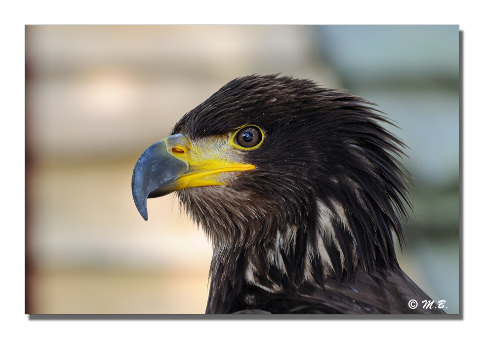 Aigle