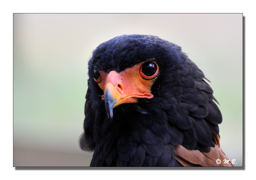 Aigle bateleur