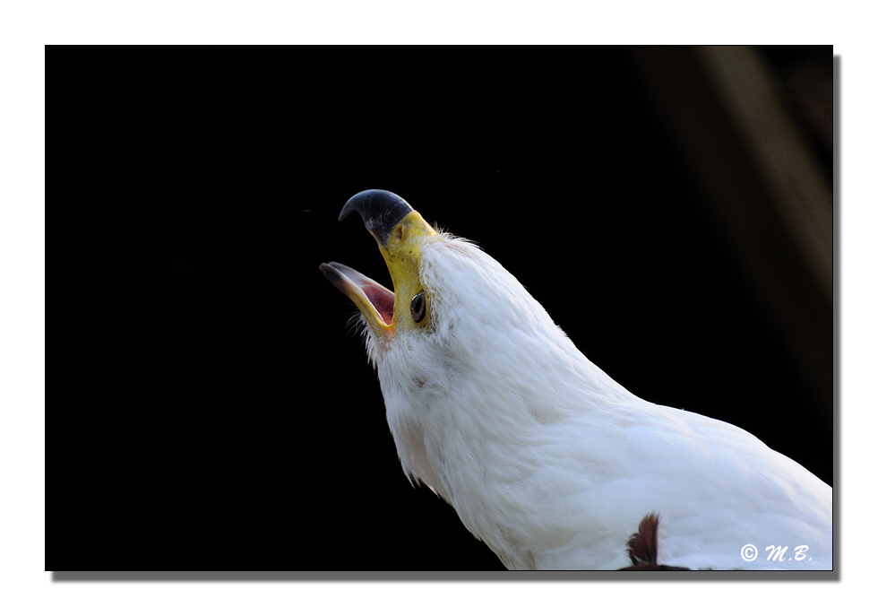 Vautour vocifre