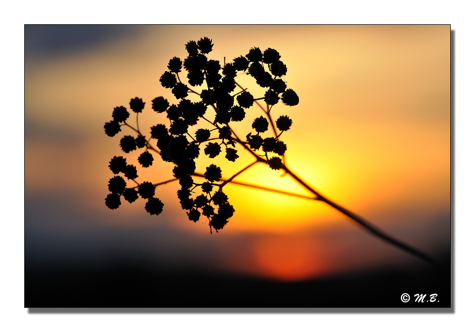 Fleur de soleil
