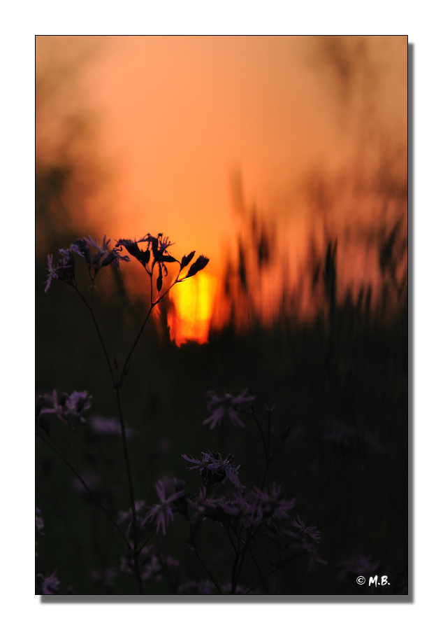 DSC 8753 MB