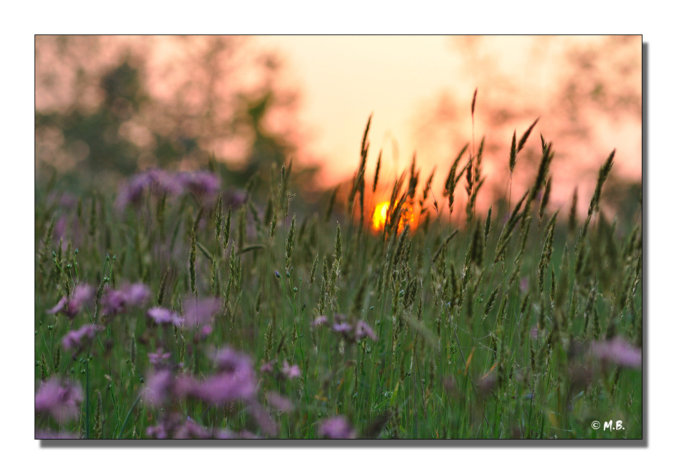 DSC 8764 MB