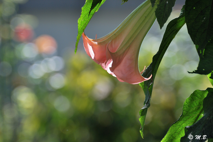 Fleur contre jour