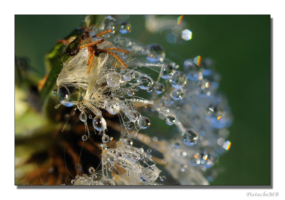 PIssenlit d'hiver