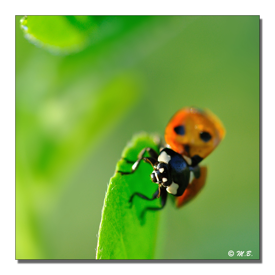 Schage de Coccinelle 1