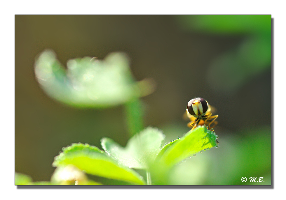 Oeil de Syrphe