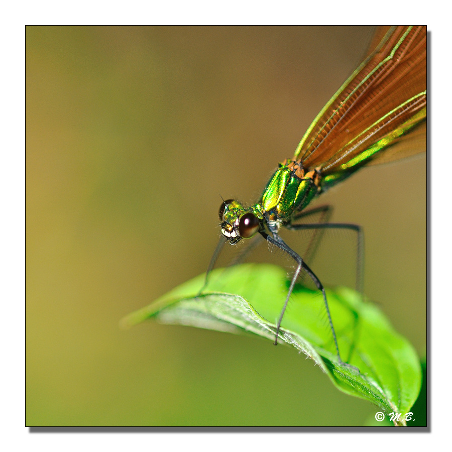Regard de Caloptrix