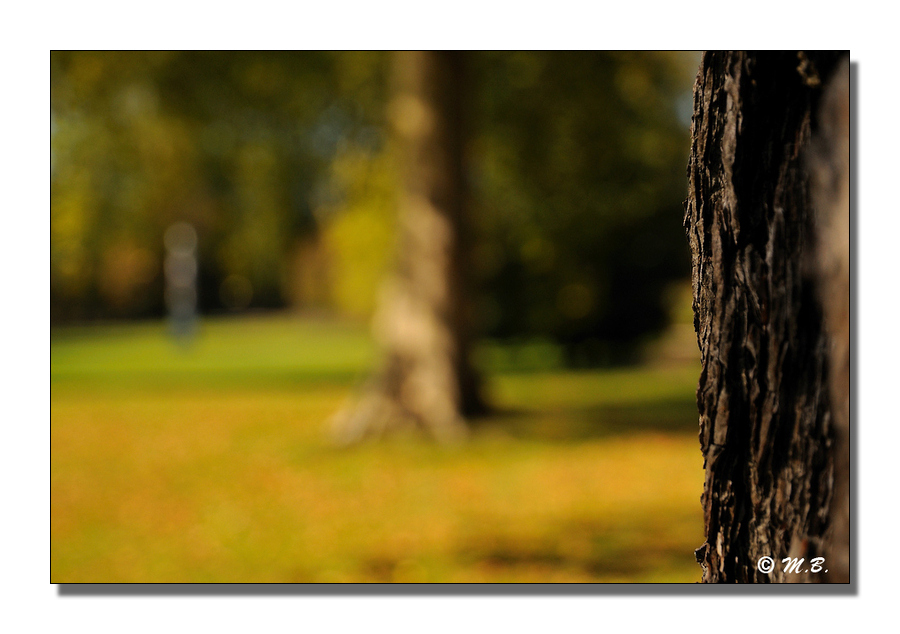 Perspective en bois