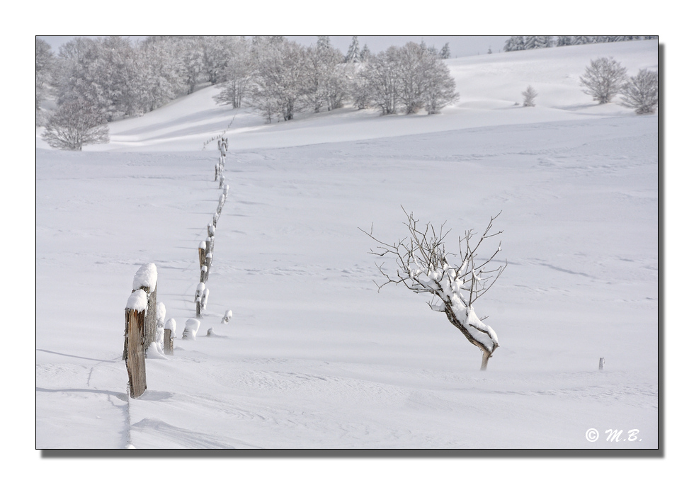 Au fil de la neige