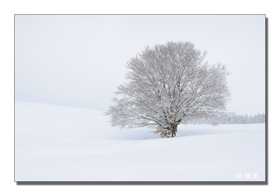 Comme un arbre dans la neige