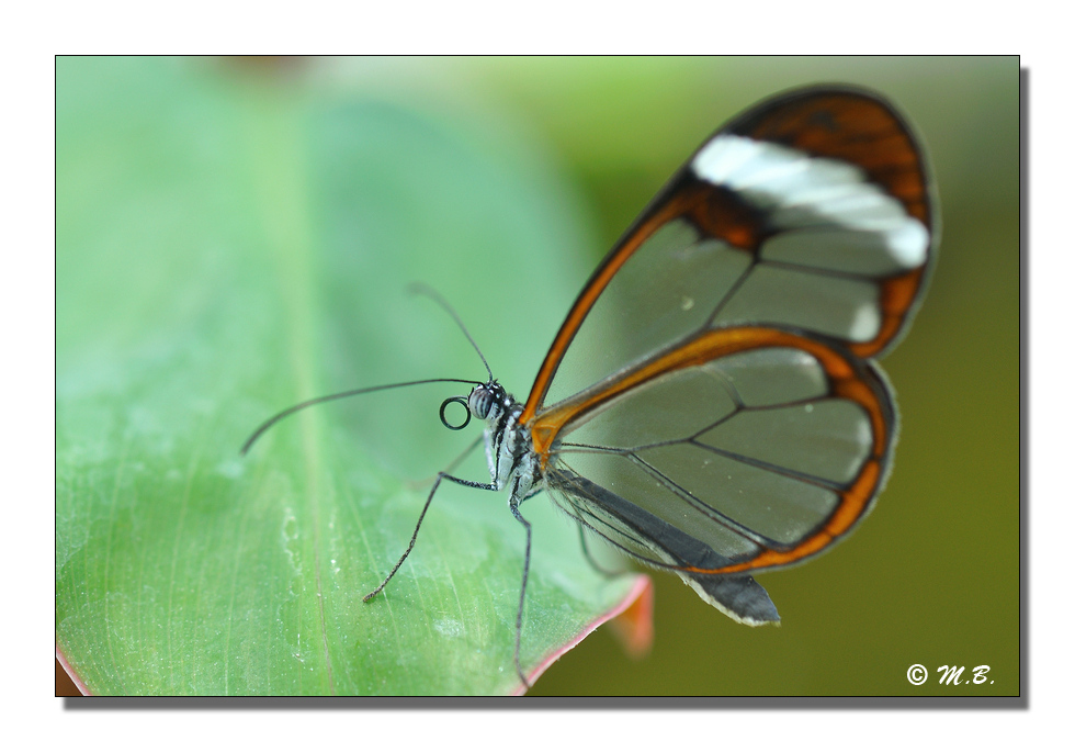 Transparent