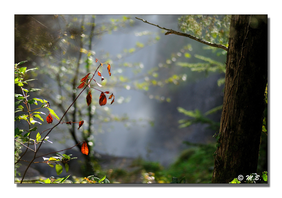 A travers la cascade