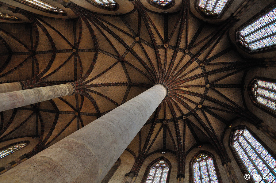 Palmier des Jacobins